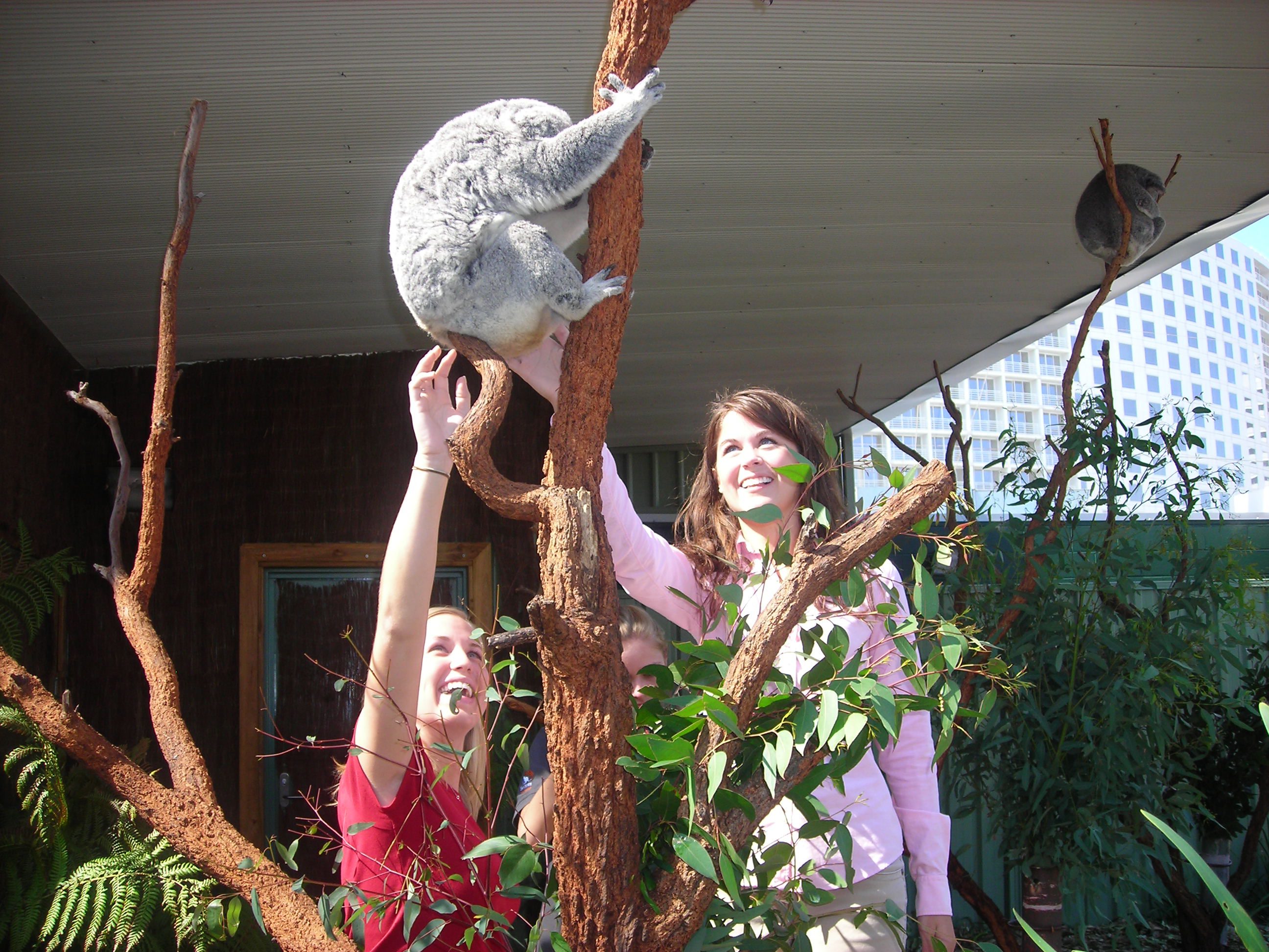 Alli and Anna up close and personal with a koala bear at Sydney Wildlife World, Darling Harbor