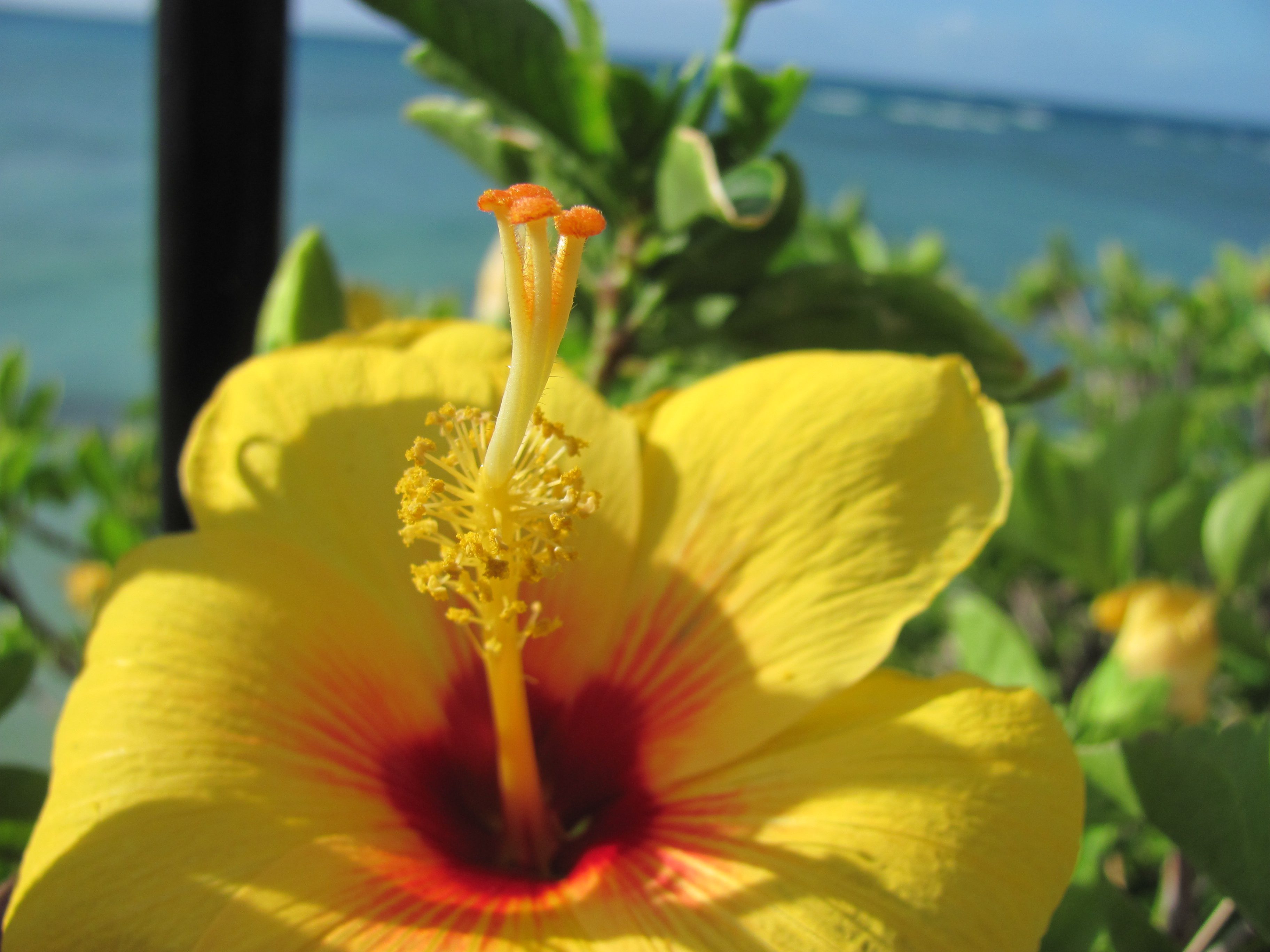 Hawaii, the land of beauty!