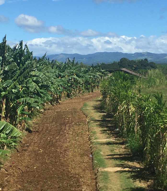 Gawad Kalinga had many beautiful stretches of farmland, such as the one pictured here