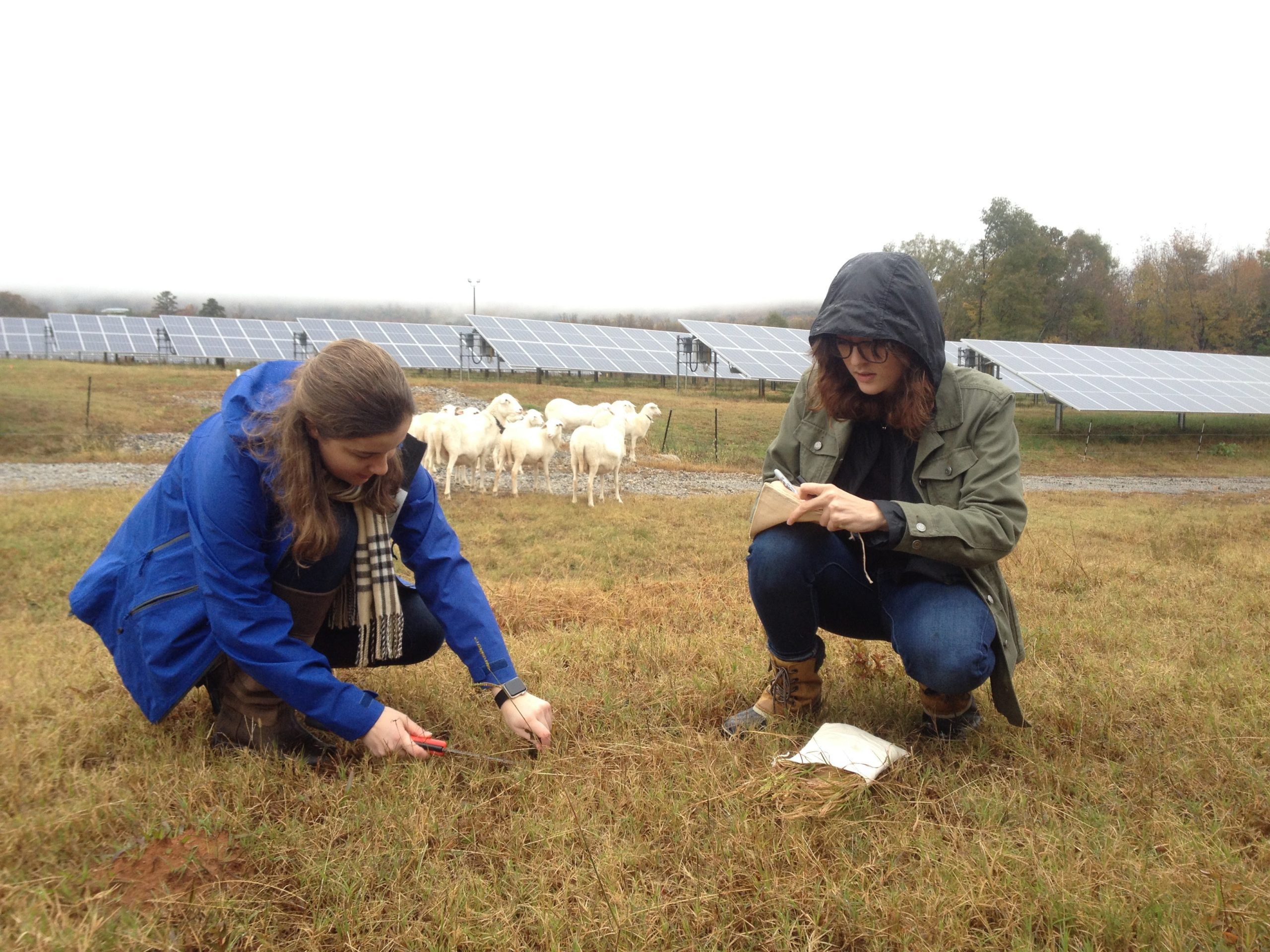 Students conducting solar farm research