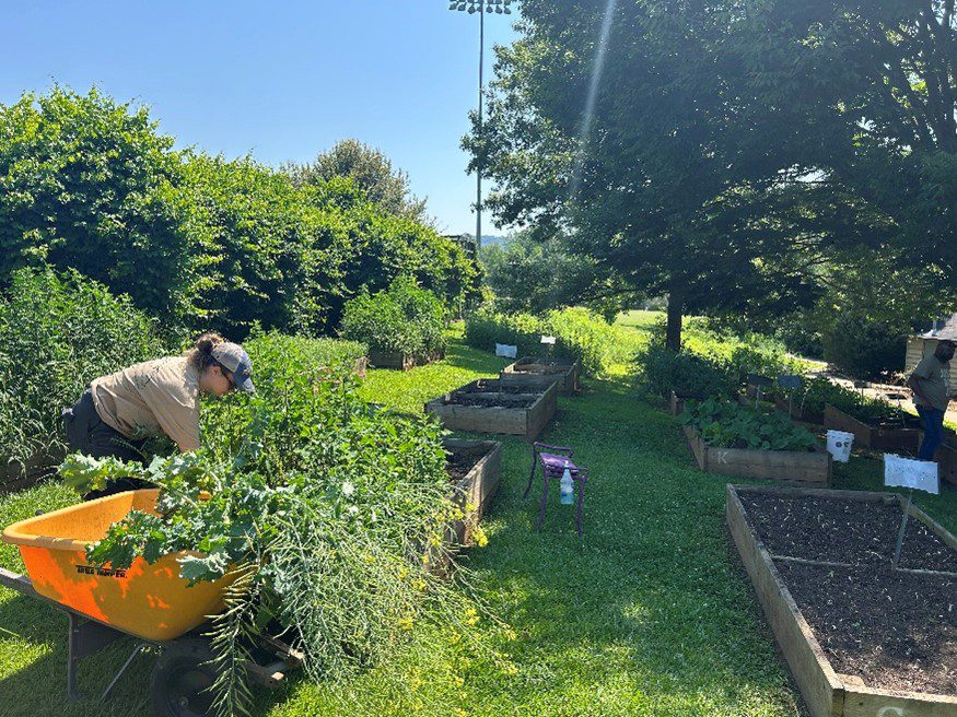 student worker weeding raised beds at the Furman Farm