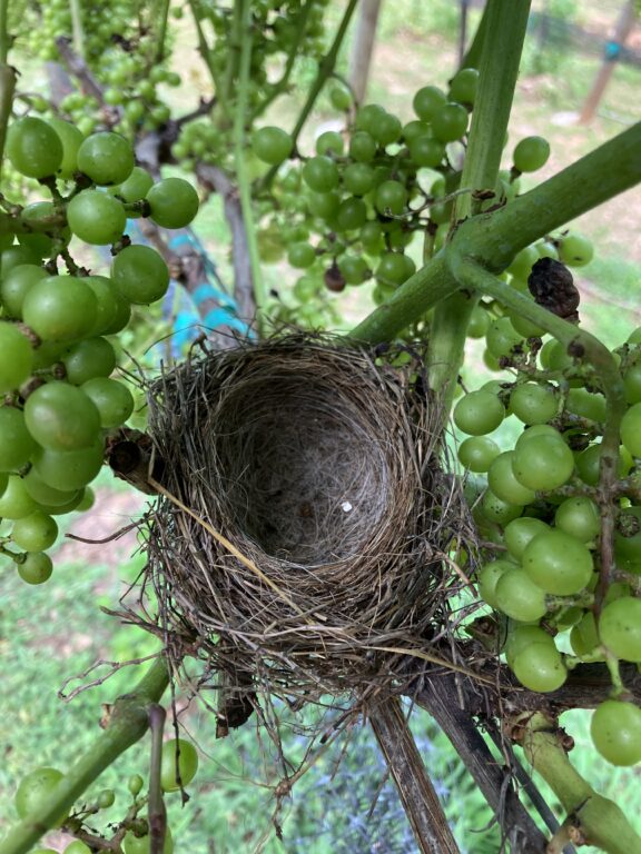 Birds nest in grape vines