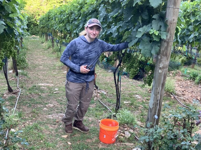 Student pruning grape vines