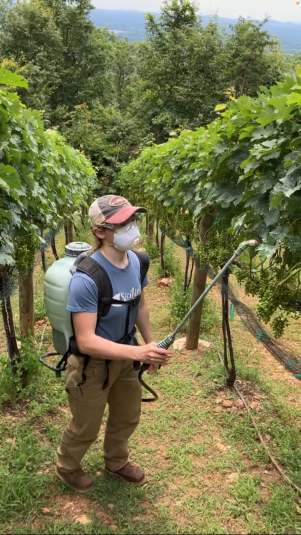 Student spraying grape vines
