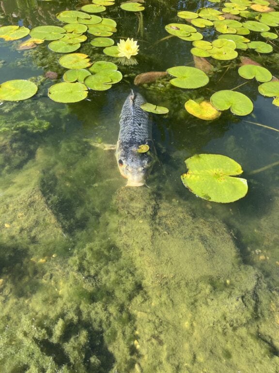 Koi fish in pond with lilly pads