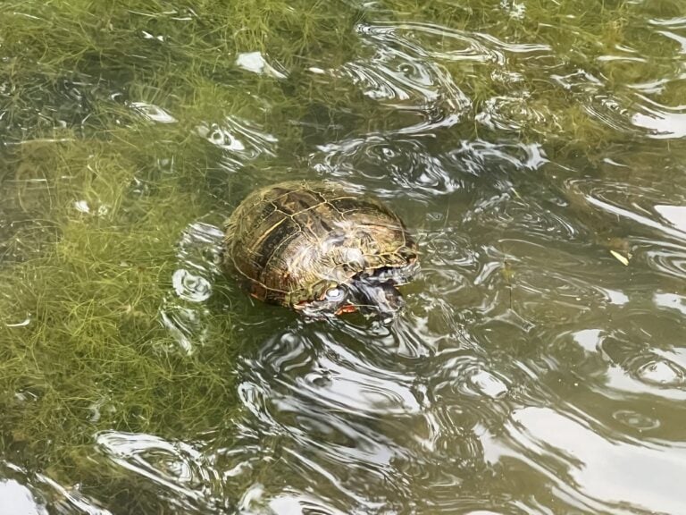 Turtle in river