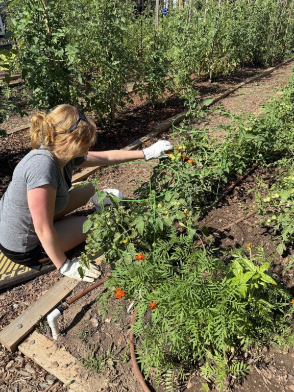 Young woman harvesting tomatoes