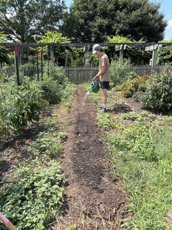 Student waters row of crops