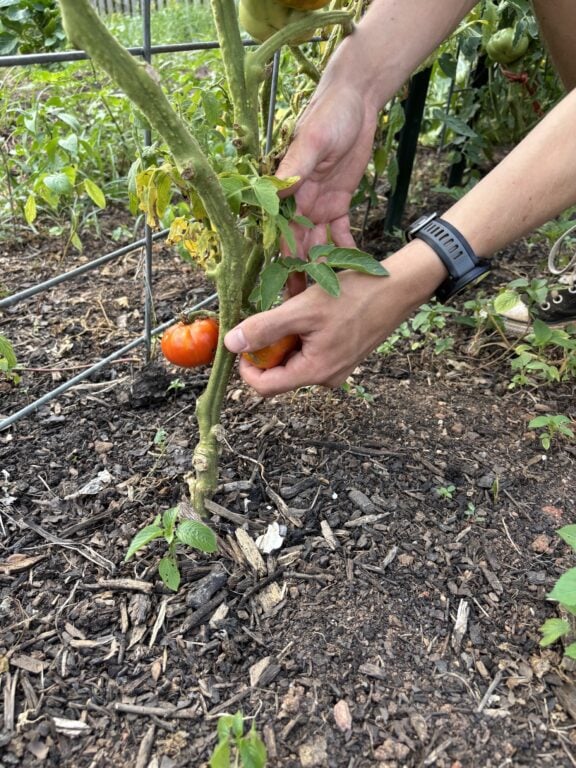Hands holding tomato on the vine