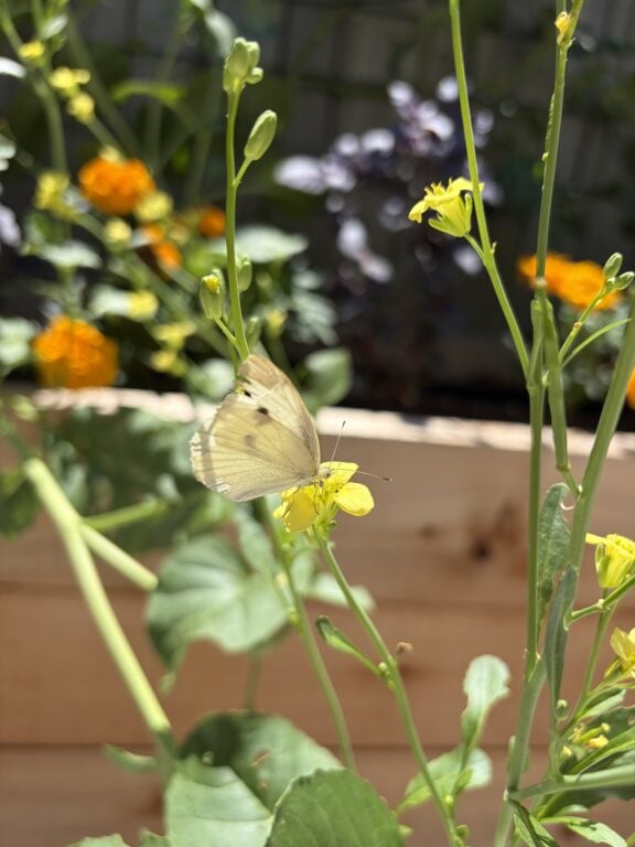Butterfly on yellow flower