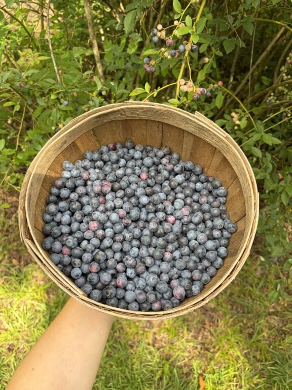 Basket of blueberries