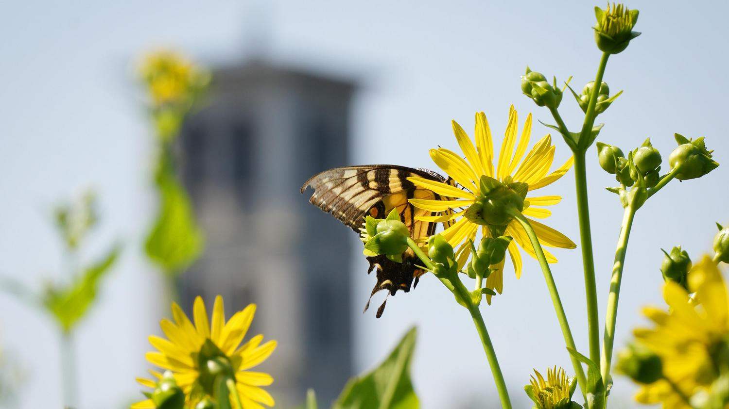 A swallowtail butterfly lands on a cup plant near Furman Lake