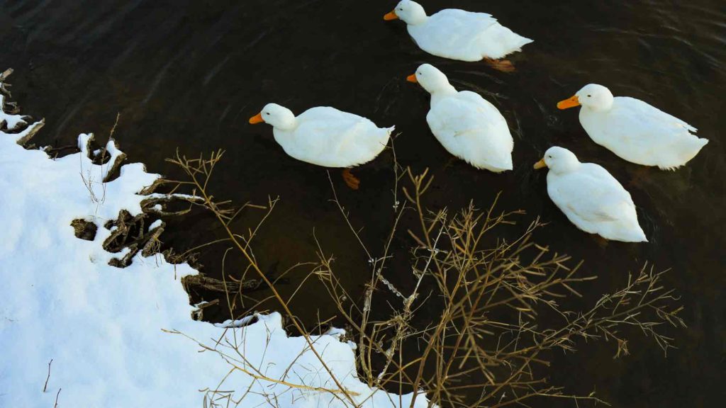 White ducks in the lake