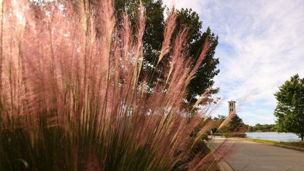 Tall purple grass with belltower in background