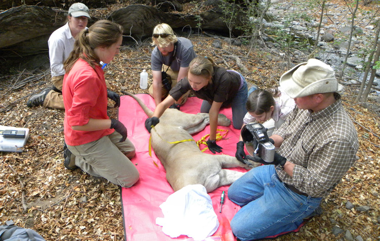 students with mountain lion